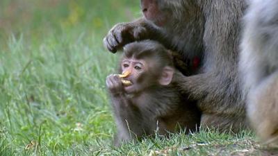 Baby monkey and its mother