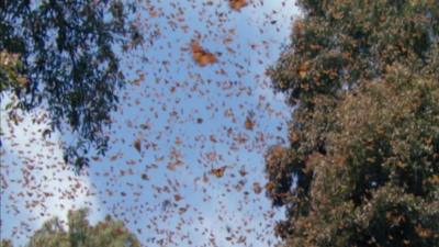 Butterflies