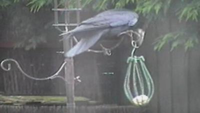 Crow breaks into bird-feeder (c) John Charles