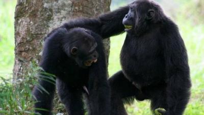 Chimps playing (c) Cat Hobaiter