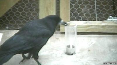 Rook solving a puzzle by fashioning a hook