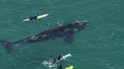 Southern right whale in Sydney