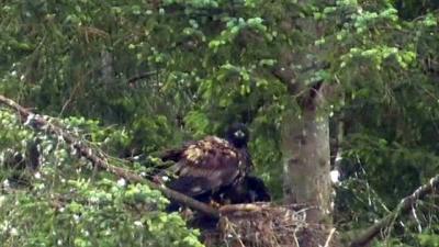 Sea eagle raids