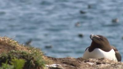 A guillemot