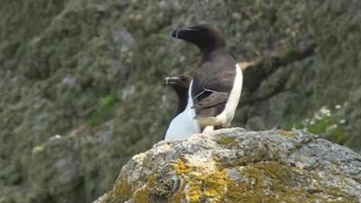 Guillemots on Skomer island