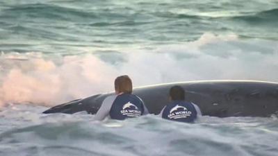 Rescuers attempting to free a beached humpback whale on a Queensland beach, Australia