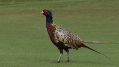 A pheasant interrupts Rory McIlroy's putt on the eighth hole