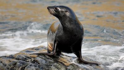 Antarctic fur seal