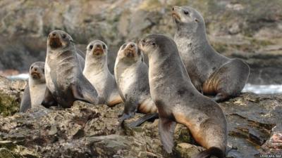 Weaners on rock