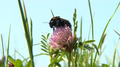 Short-haired bumblebee at Dungeness in Kent