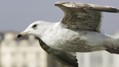 Seagull