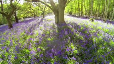 Woodland beauty spot