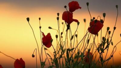 Wild poppies