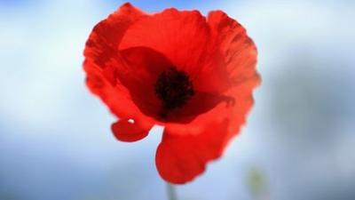 A poppy