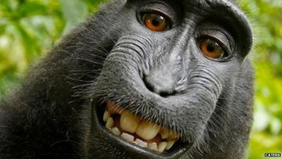 Disputed selfie of crested black macaque