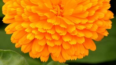 Marigold