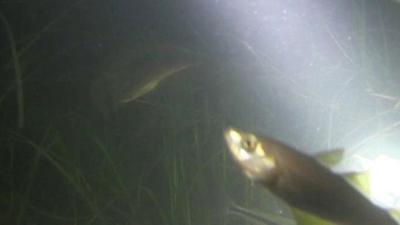 Video grab of fish in seagrass