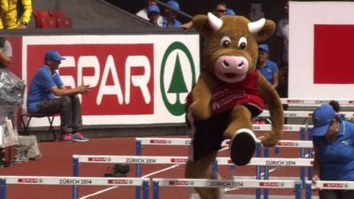 Mascot cow shows off hurdle jumps