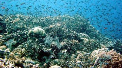 Fish at the Great Barrier Reef