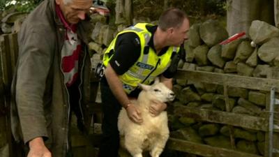 farmer and police officer about to tag sheep