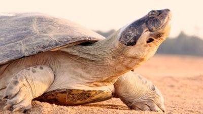 Giant South American river turtle