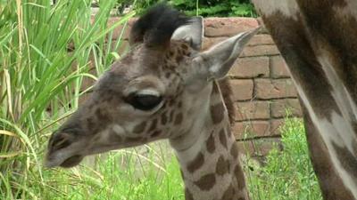 Baby giraffe Kamili at Houston Zoo