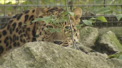 Amur leopard