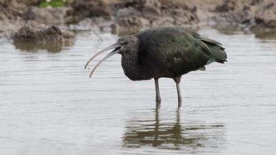 Glossy ibis