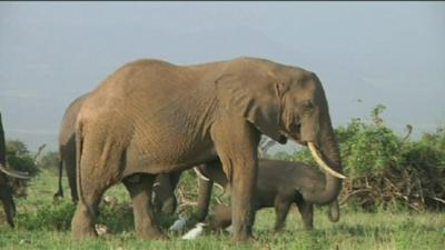 Between 2010 and 2013 Africa lost an average of 7% of its entire elephant population each year