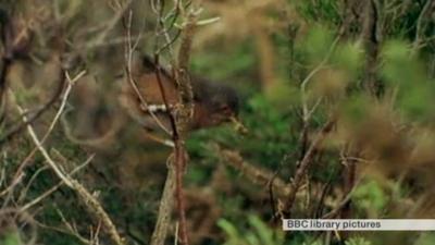 Dartford Warbler