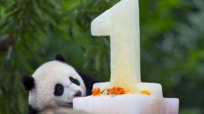 Panda cub Bao Bao looks at her birthday cake