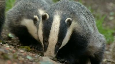 Badgers (generic)