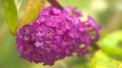 Buddleia