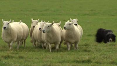 Sheepdog and flock