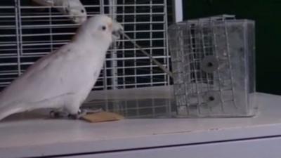 A Goffin cockatoo demonstrates to another bird how to make and use a food retrieving stick (c) Alice Auersperg