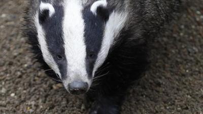 Badger