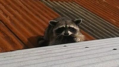 Rab the racoon