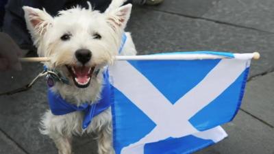 Dog with Scotland flag