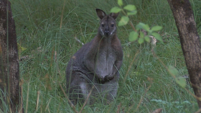 Wallabies are native to Australia and Tasmania