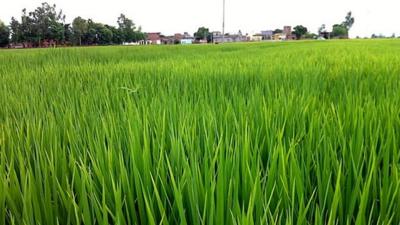 Paddy field