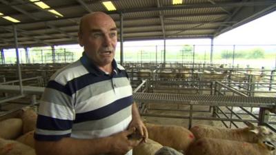 Farmer at a sheep auction