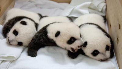 baby panda triplets