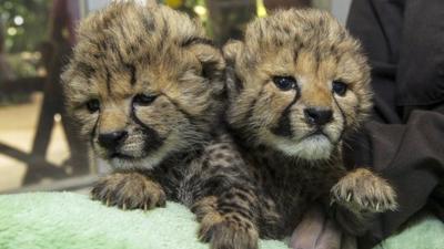 Baby cheetah cubs