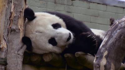 Giant panda