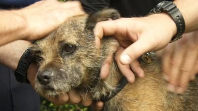 Henry the border terrier