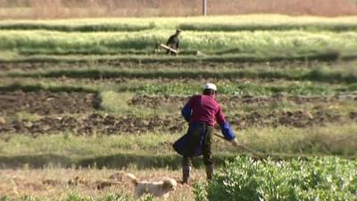 Farm workers in field