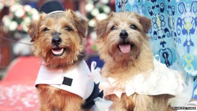 Publicity shot from BBC / Plum Pictures programme 'Ronnie's Animal Crackers'