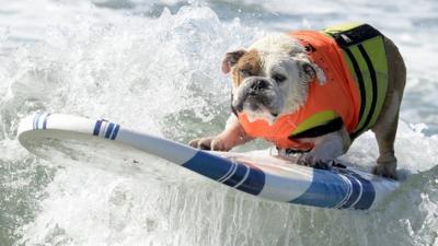 Dog surfing