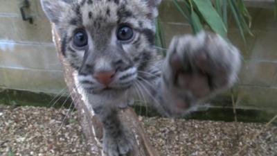 Clouded leopard