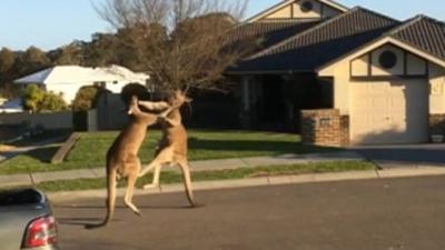 Kangaroos fighting